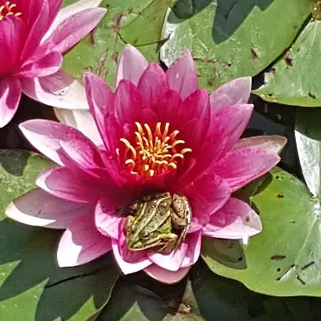 Agromurena * Gryfów Śląski