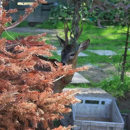 Agromurena Проживание в семье