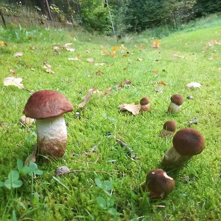 Agromurena Privatunterkunft *