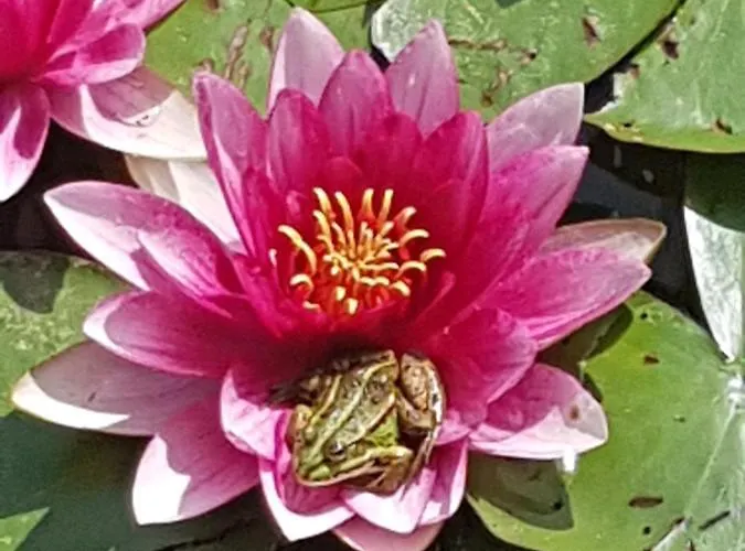 Agromurena * Gryfow Slaski