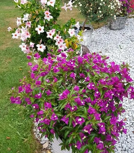 Homestay Agromurena Gryfow Slaski