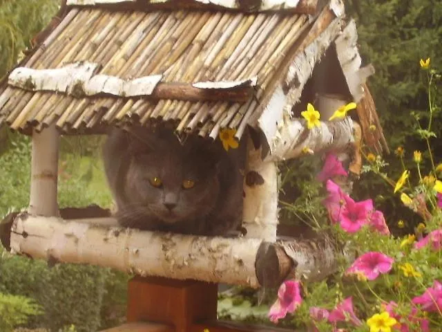 Homestay Agromurena Gryfow Slaski