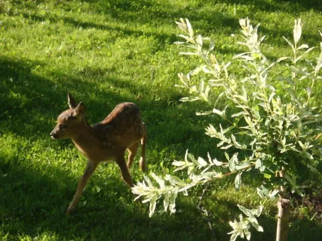 Agromurena Проживание в семье *