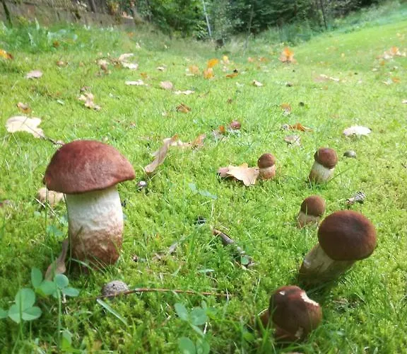 Agromurena Проживание в семье *